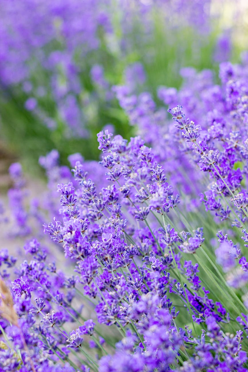 The Therapeutic Benefits of Gardening as a Hobby