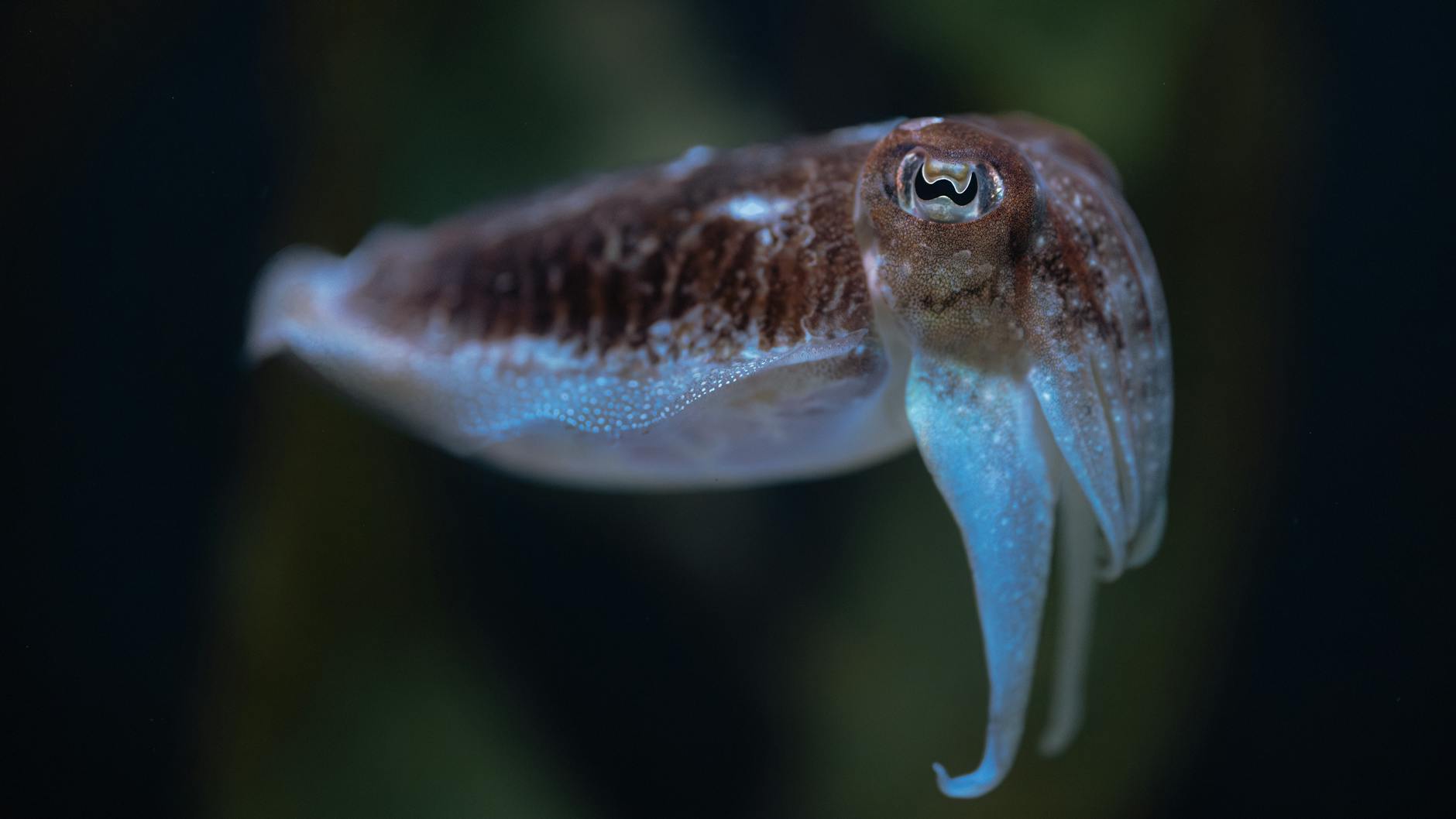 The Extraordinary Abilities of Cuttlefish: Master of Camouflage