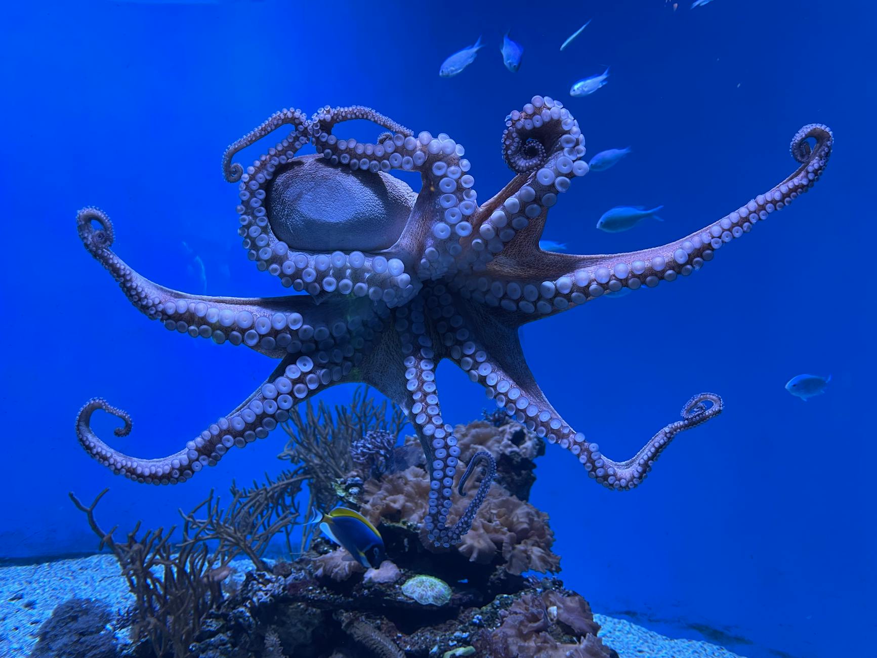 The Fascinating World of Octopuses: Intelligence, Behavior, and Adaptations
