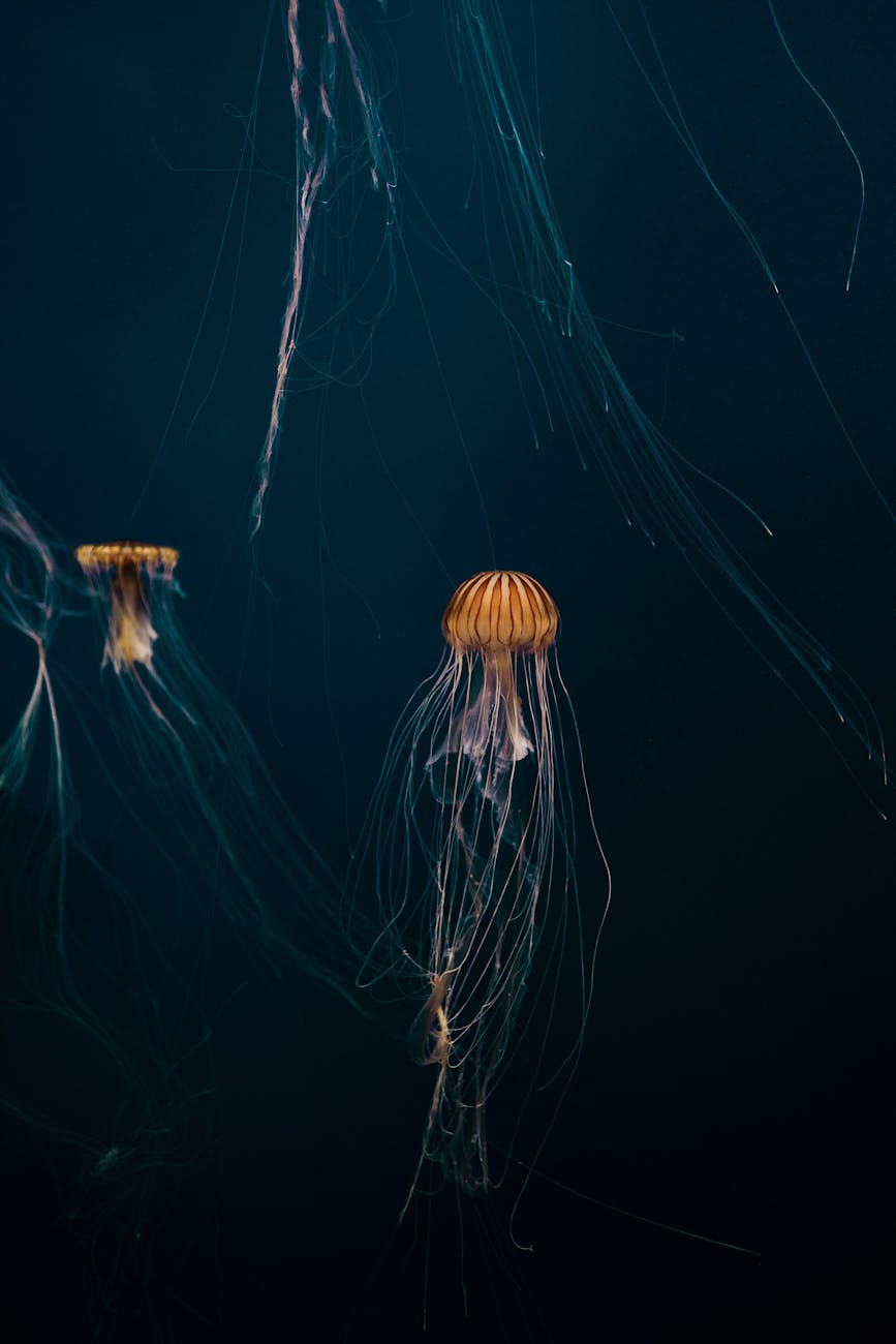 The Fascinating World of Underwater Wildlife Photography